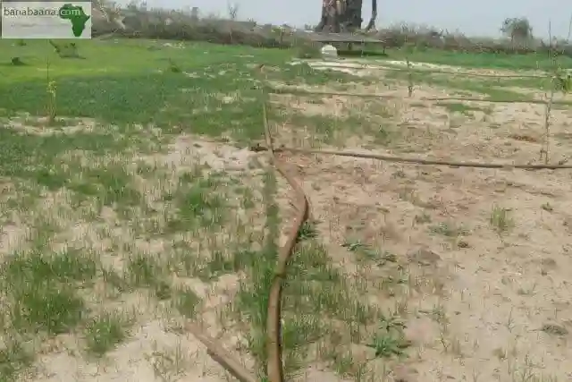 Verger de 133 Hectare Vers Notto Diobass - Vue 1