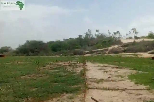 Verger de 133 Hectare Vers Notto Diobass - Vue 2