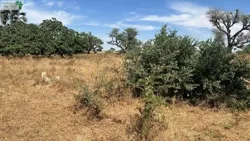 Terrain de 300 Mètres Carrés à Vendre à M