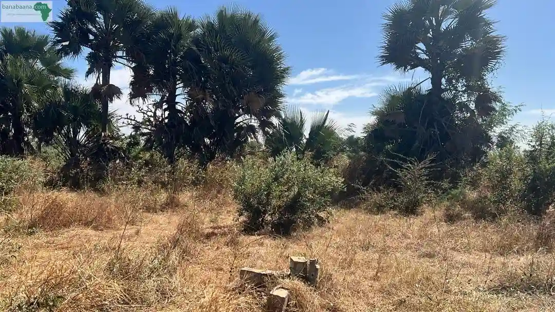 Terrain de 300 Mètres Carrés à Vendre à M - Vue 2