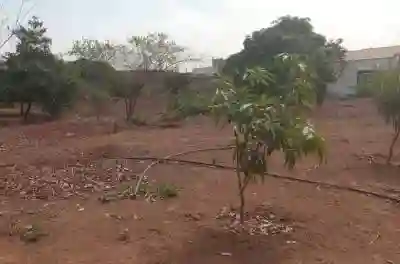 Verger de 140 Hectare Vers Fandéne Thiès à Thies - Vue 1