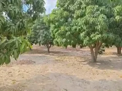 Verger de 250 Hectares Vers Fandéne Thiès à Thies