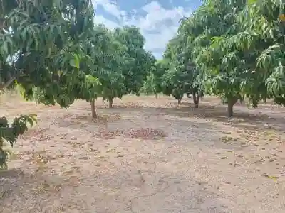 Verger de 250 Hectares Vers Fandéne Thiès à Thies - Vue 1