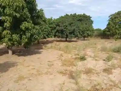 Verger de 250 Hectares Vers Fandéne Thiès à Thies - Vue 2