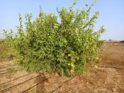 Verger de 1 Hectare Vers Keur Moussa Thiès à Thies