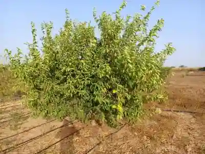 Verger de 1 Hectare Vers Keur Moussa Thiès à Thies - Vue 1
