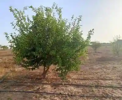 Verger de 1 Hectare Vers Keur Moussa Thiès à Thies - Vue 2