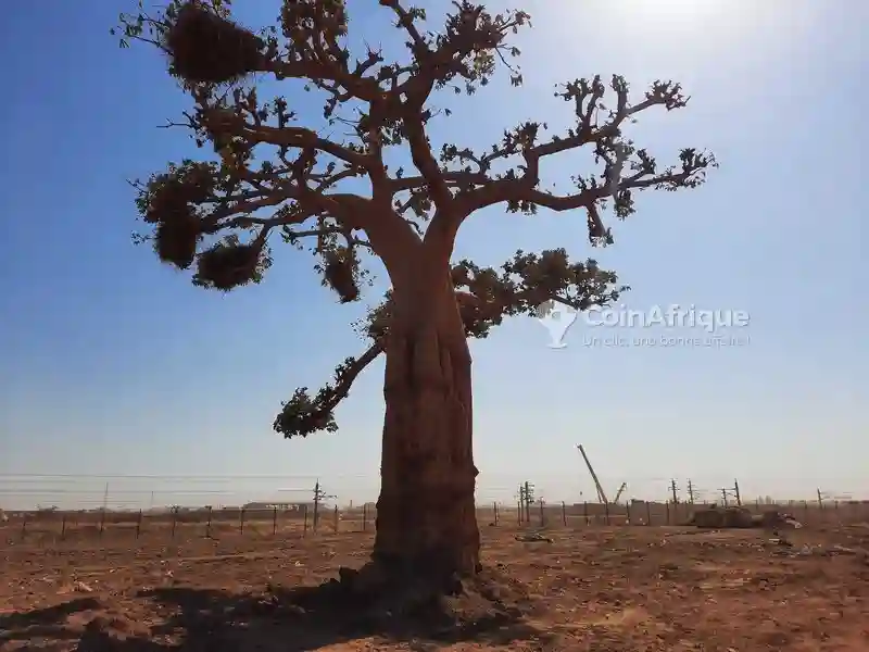 Terrains 216 m2 - Diamniadio - Vue 2